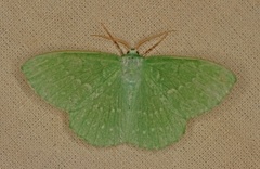 Large Emerald (Geometra papilionaria)