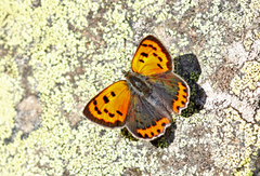 Small Copper (Lycaena phlaeas)
