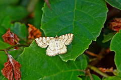 Rannoch Looper (Macaria brunneata)