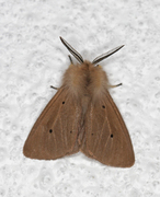 Muslin Moth (Diaphora mendica)