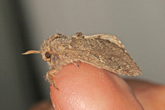 Large Dark Prominent (Notodonta torva)