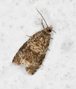 Common Marble (Celypha lacunana)