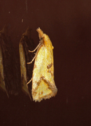Hook-marked Straw Moth (Agapeta hamana)