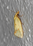Hook-marked Straw Moth (Agapeta hamana)