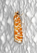 Orange-spotted Shoot (Rhyacionia pinicolana)