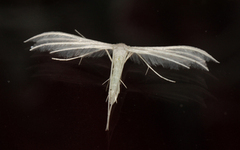 White Plume (Pterophorus pentadactyla)