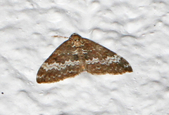 Small Rivulet (Perizoma alchemillata)