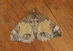 Common Marbled Carpet (Dysstroma truncata)
