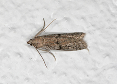 American Wax Moth (Vitula serratilineella)