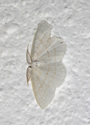 Common White Wave (Cabera pusaria)