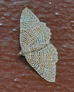 Scallop Shell (Rheumaptera undulata)