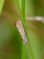 Blek nebbmott (Agriphila straminella)