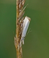 Blek nebbmott (Agriphila straminella)