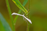 Svovelfjærmøll (Hellinsia osteodactylus)