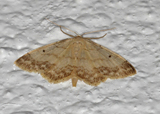 Randengmåler (Idaea biselata)