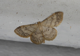 Randengmåler (Idaea biselata)