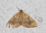 Blåbærmåler (Eulithis populata)