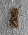 Gammafly (Autographa gamma)