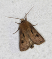 Åkerjordfly (Agrotis exclamationis)