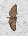 Gullrisdvergmåler (Eupithecia virgaureata)