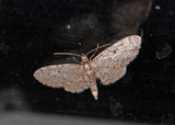 Seljedvergmåler (Eupithecia tenuiata)