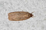 Agonopterix