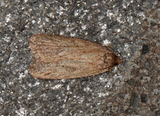 Agonopterix