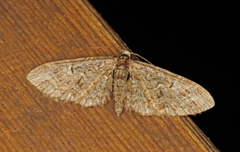 Vårdvergmåler (Eupithecia abbreviata)