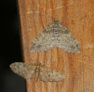 Ospetungemåler (Lobophora halterata)