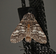 Lys eiketannspinner (Drymonia ruficornis)