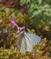 Rapssommerfugl (Pieris napi)