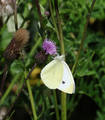 Liten kålsommerfugl (Pieris rapae)