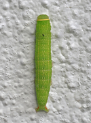 Rødfrynset båtfly (Pseudoips prasinana)