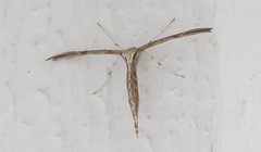 Plume moths (Pterophoridae)