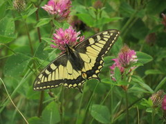 Swallowtail (Papilio machaon)