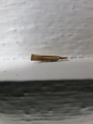 Pale-streak Grass-veneer (Agriphila selasella)