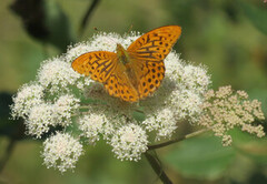 Keiserkåpe (Argynnis paphia)