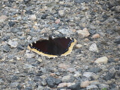 Camberwell Beauty (Nymphalis antiopa)