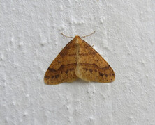 Scarce Umber (Agriopis aurantiaria)