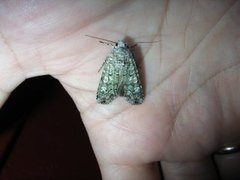 Portland Moth (Actebia praecox)