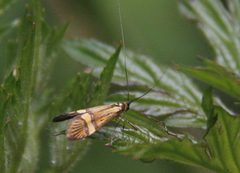 Yellow-barred Long-horn (Nemophora degeerella)