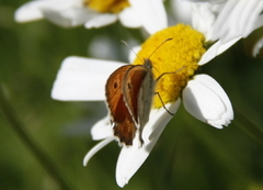 Small Heath (Coenonympha pamphilus)