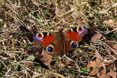 Peacock Butterfly (Aglais io)