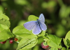 Holly Blue (Celastrina argiolus)