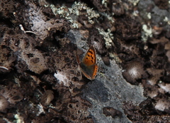 Small Copper (Lycaena phlaeas)
