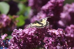 Swallowtail (Papilio machaon)