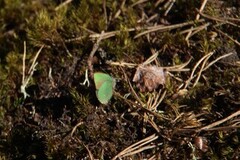 Green Hairstreak (Callophrys rubi)