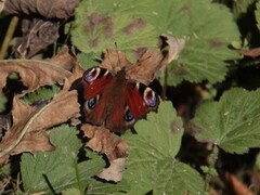 Peacock Butterfly (Aglais io)