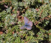 Common Blue (Polyommatus icarus)