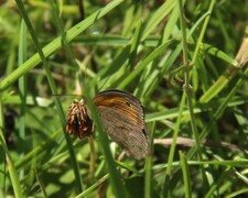 Meadow Brown (Maniola jurtina)